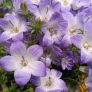 篠田 まや リクエストありがとう 川崎南町人妻高級ソープ エル・カーヒル(ELCURHIL)秘密の刻