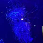 ヒメ日記 2025/07/21 14:40 投稿 りん 福盛