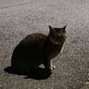 ヒメ日記 2025/07/27 16:10 投稿 りん 福盛