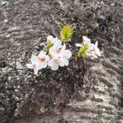 ヒメ日記 2025/09/05 17:40 投稿 りん 福盛