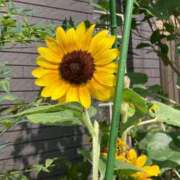 ヒメ日記 2025/08/05 13:46 投稿 はな ぷるるん小町日本橋店