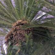 ヒメ日記 2025/10/13 10:33 投稿 香帆 出会い系人妻ネットワーク 新宿〜池袋編