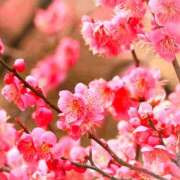 香帆 本日 出会い系人妻ネットワーク 新宿〜池袋編