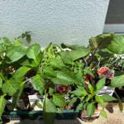 ヒメ日記 2026/04/18 13:52 投稿 かえで ニューヨークニューヨーク