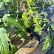 かえで トマト🍅 ニューヨークニューヨーク