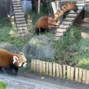 ヒメ日記 2025/10/19 11:53 投稿 みやび まじらぶ！