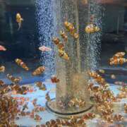 ヒメ日記 2025/09/06 07:53 投稿 松井 人妻風俗チャンネル