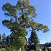 ヒメ日記 2025/09/11 08:03 投稿 松井 人妻風俗チャンネル