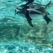 ヒメ日記 2025/10/16 06:31 投稿 桃李-MOMORI- luxury aroma 咲