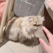 ヒメ日記 2025/10/26 08:19 投稿 桃李-MOMORI- luxury aroma 咲