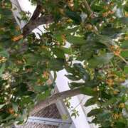 ヒメ日記 2025/10/30 16:43 投稿 桃李-MOMORI- luxury aroma 咲