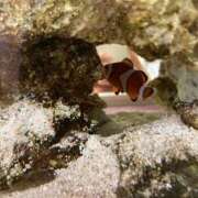 ヒメ日記 2025/11/01 08:00 投稿 桃李-MOMORI- luxury aroma 咲