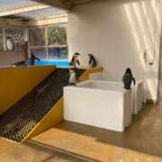 ヒメ日記 2025/11/06 09:27 投稿 桃李-MOMORI- luxury aroma 咲