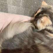 ヒメ日記 2025/11/07 19:54 投稿 桃李-MOMORI- luxury aroma 咲