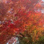 ヒメ日記 2025/12/02 06:45 投稿 桃李-MOMORI- luxury aroma 咲