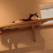 ヒメ日記 2026/01/10 19:39 投稿 桃李-MOMORI- luxury aroma 咲