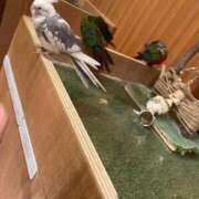 ヒメ日記 2026/02/04 10:13 投稿 桃李-MOMORI- luxury aroma 咲