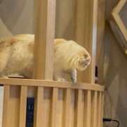 ヒメ日記 2026/03/10 12:40 投稿 桃李-MOMORI- luxury aroma 咲