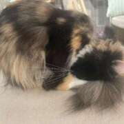 ヒメ日記 2026/03/30 18:58 投稿 桃李-MOMORI- luxury aroma 咲