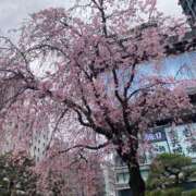 ヒメ日記 2026/03/31 09:47 投稿 桃李-MOMORI- luxury aroma 咲