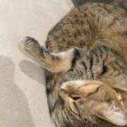 ヒメ日記 2026/04/01 22:32 投稿 桃李-MOMORI- luxury aroma 咲