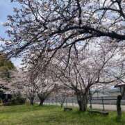 ヒメ日記 2026/04/03 17:30 投稿 桃李-MOMORI- luxury aroma 咲