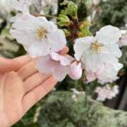 ヒメ日記 2026/04/06 09:43 投稿 桃李-MOMORI- luxury aroma 咲