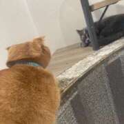 ヒメ日記 2026/04/12 10:45 投稿 桃李-MOMORI- luxury aroma 咲