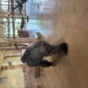 ヒメ日記 2025/09/11 18:31 投稿 やよい 神田エマニエル