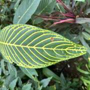 ヒメ日記 2026/04/13 17:01 投稿 やよい 神田エマニエル