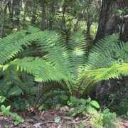 ヒメ日記 2025/08/30 07:58 投稿 まゆこ 熟女の風俗最終章 高崎店