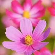 まゆこ 昨日のお礼です💓 熟女の風俗最終章 高崎店