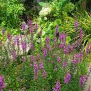 ヒメ日記 2025/08/11 17:41 投稿 ほのか 奥鉄オクテツ神奈川店（デリヘル市場グループ）