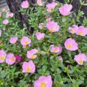 ヒメ日記 2025/08/18 12:20 投稿 ほのか 奥鉄オクテツ神奈川店（デリヘル市場グループ）