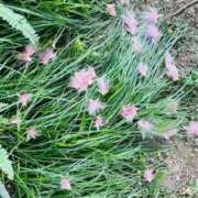 ヒメ日記 2025/09/19 18:26 投稿 ほのか 奥鉄オクテツ神奈川店（デリヘル市場グループ）