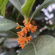 ヒメ日記 2025/10/09 23:50 投稿 ほのか 奥鉄オクテツ神奈川店（デリヘル市場グループ）