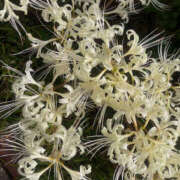 ヒメ日記 2025/10/11 15:14 投稿 ほのか 奥鉄オクテツ神奈川店（デリヘル市場グループ）