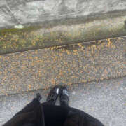 ヒメ日記 2025/10/27 21:50 投稿 ほのか 奥鉄オクテツ神奈川店（デリヘル市場グループ）