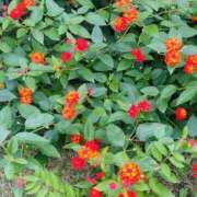 ヒメ日記 2025/11/01 09:25 投稿 ほのか 奥鉄オクテツ神奈川店（デリヘル市場グループ）