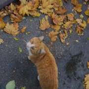 ヒメ日記 2025/11/08 09:12 投稿 ほのか 奥鉄オクテツ神奈川店（デリヘル市場グループ）