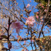 ヒメ日記 2026/01/31 09:08 投稿 ほのか 奥鉄オクテツ神奈川店（デリヘル市場グループ）