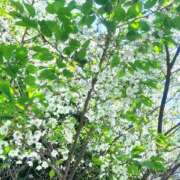 ほのか 3月28日(土)のお礼日記💌 奥鉄オクテツ神奈川店（デリヘル市場グループ）