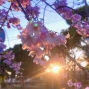 ほのか 4月のスケジュール🗓 奥鉄オクテツ神奈川店（デリヘル市場グループ）