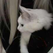 ヒメ日記 2025/11/09 18:50 投稿 ゆずは Ｓ＆Ｍ　極嬢