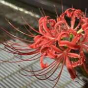 ヒメ日記 2025/10/13 09:16 投稿 いずみ ちゃんこ本厚木店