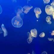 ヒメ日記 2025/11/15 12:36 投稿 神楽まひ★ elumo(エルモ)