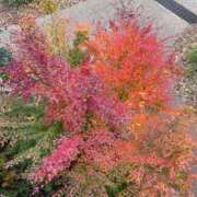 ヒメ日記 2025/11/30 20:07 投稿 神楽まひ★ elumo(エルモ)