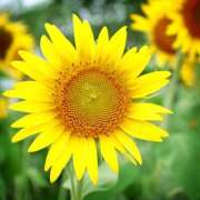 ヒメ日記 2025/09/11 19:23 投稿 ゆめの 佐賀人妻デリヘル 「デリ夫人」