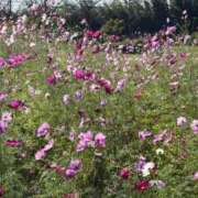 ヒメ日記 2025/11/17 16:04 投稿 ゆめの 佐賀人妻デリヘル 「デリ夫人」