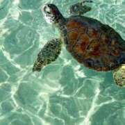 ヒメ日記 2025/09/28 00:09 投稿 より 沖縄素人図鑑